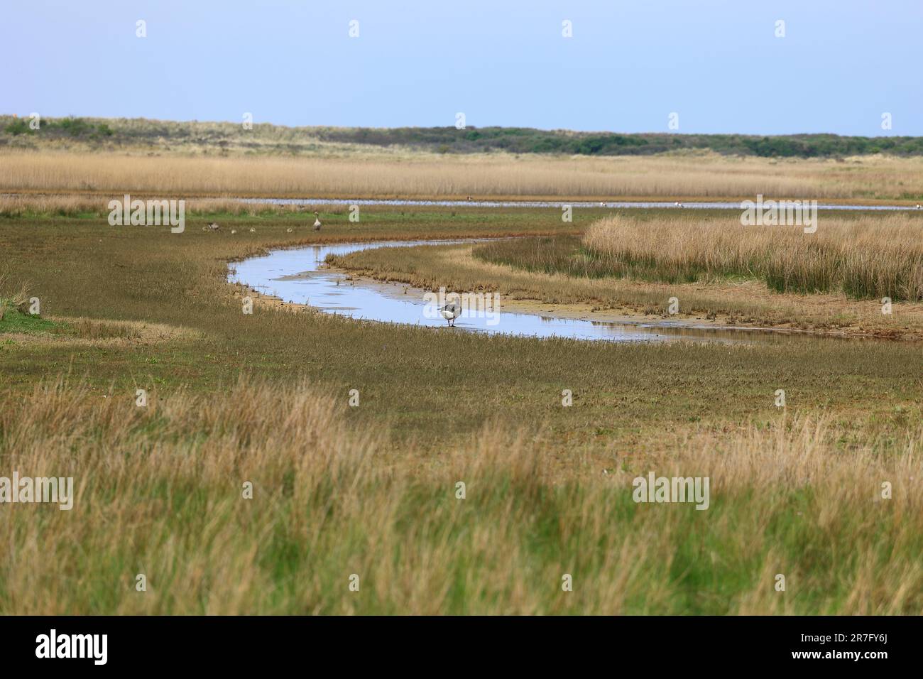 Blick über den Naturpark Salzmarschen auf der Insel Borkum Stockfoto