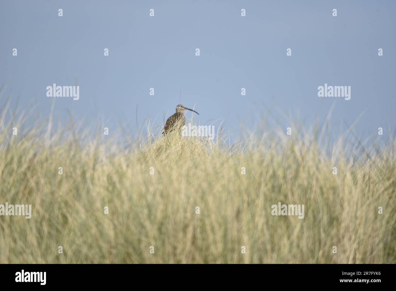 Eurasischer Curlew (Numenius arquata) hoch oben auf einer Sanddüne mit Gräsern im Vordergrund, gegen einen blauen Himmel, der im Mai auf der Isle of man, Großbritannien, errichtet wurde Stockfoto