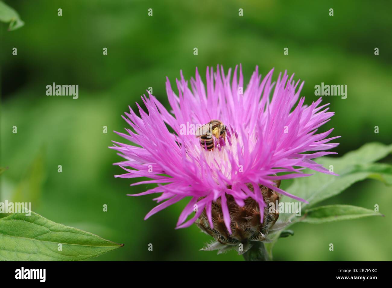 Nahaufnahme einer rosafarbenen Centaurea-Blume, auf der eine Biene geschäftig Pollen sammelt Stockfoto