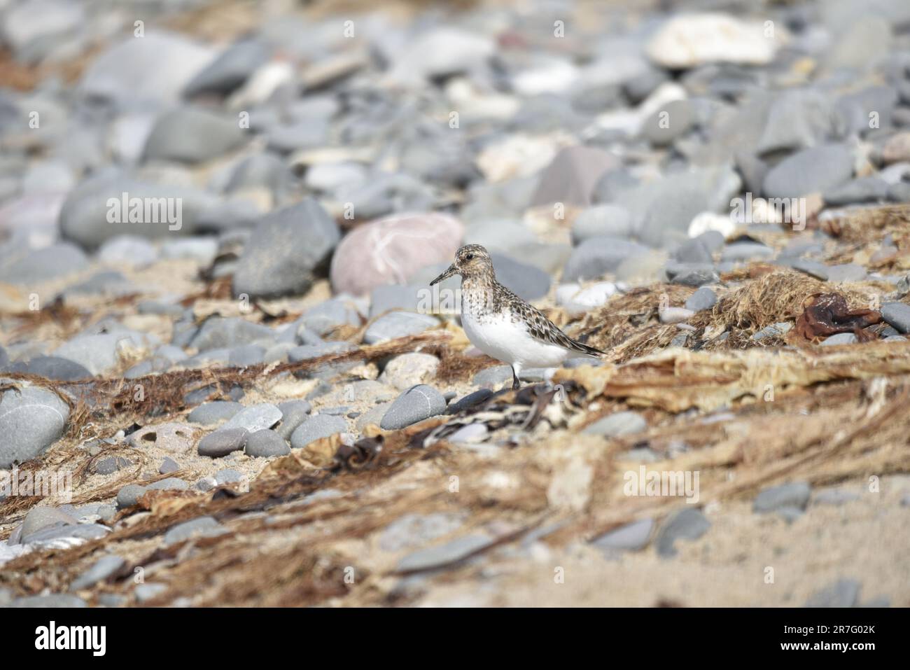 Sanderling (Calidris alba) im linken Profil, rechts vom Bild, vor einem Pebble Beach Hintergrund auf der Isle of man, Großbritannien im Mai Stockfoto