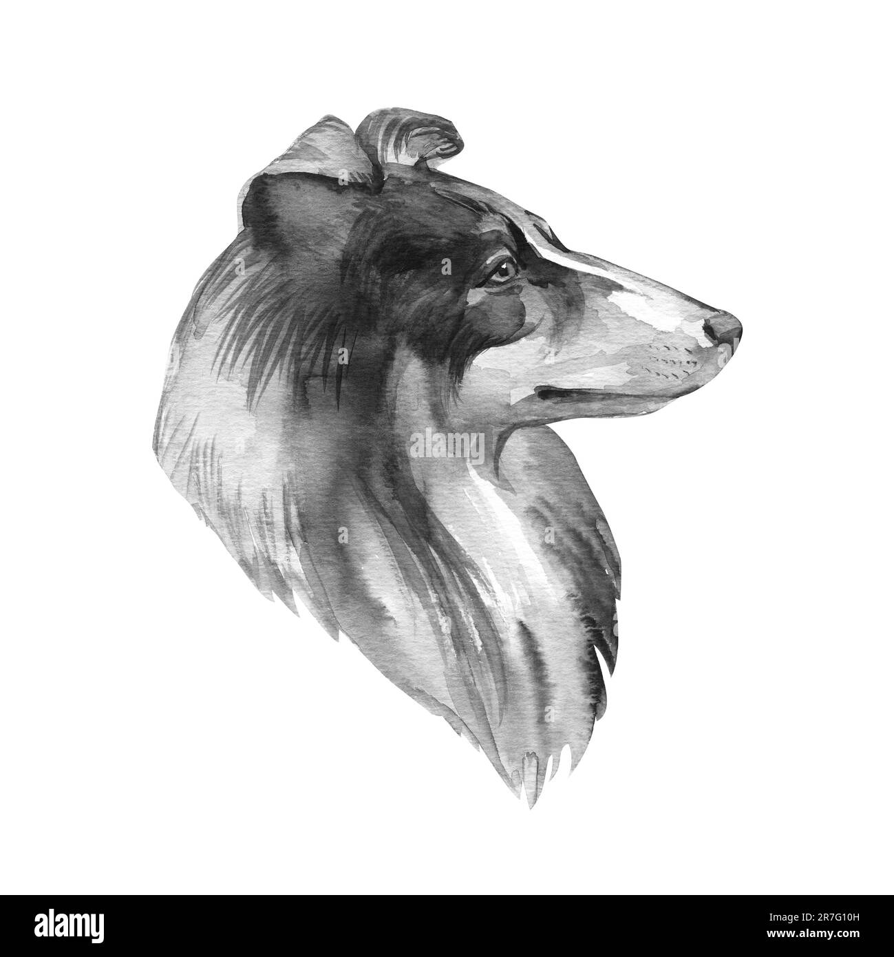 Scotch Collie Haustier mit langem Fell, pelziges Haustier, das aus der Zunge ragt, handgezeichnetes Porträt. Grafisches Clip-Art-Design der reinrassigen Hunderasse Stockfoto