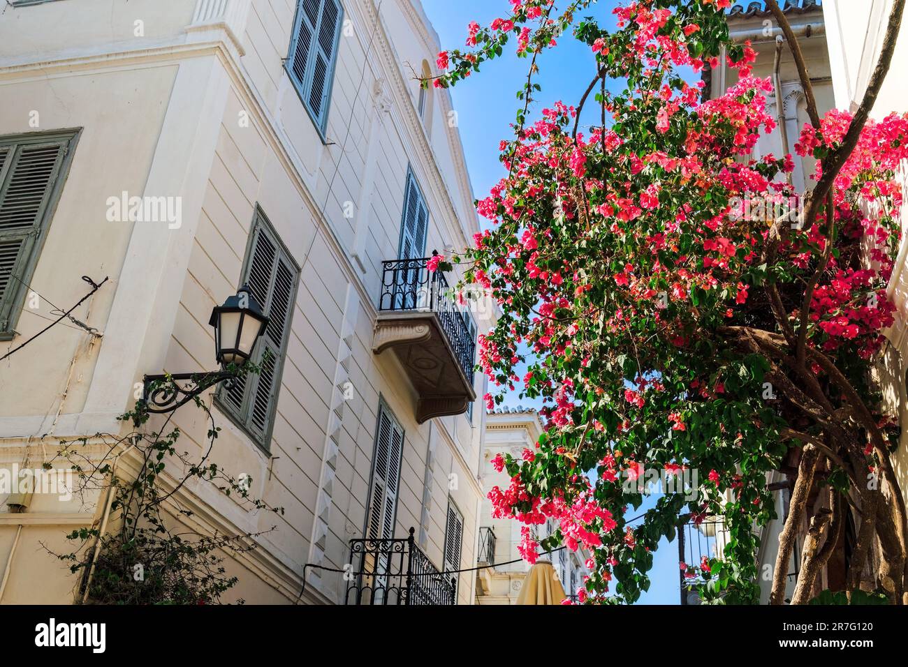 Bougainvillea Zierbusch mit lebendigen Blumen vor traditionellen Häusern in Nafplio, Griechenland. Stockfoto