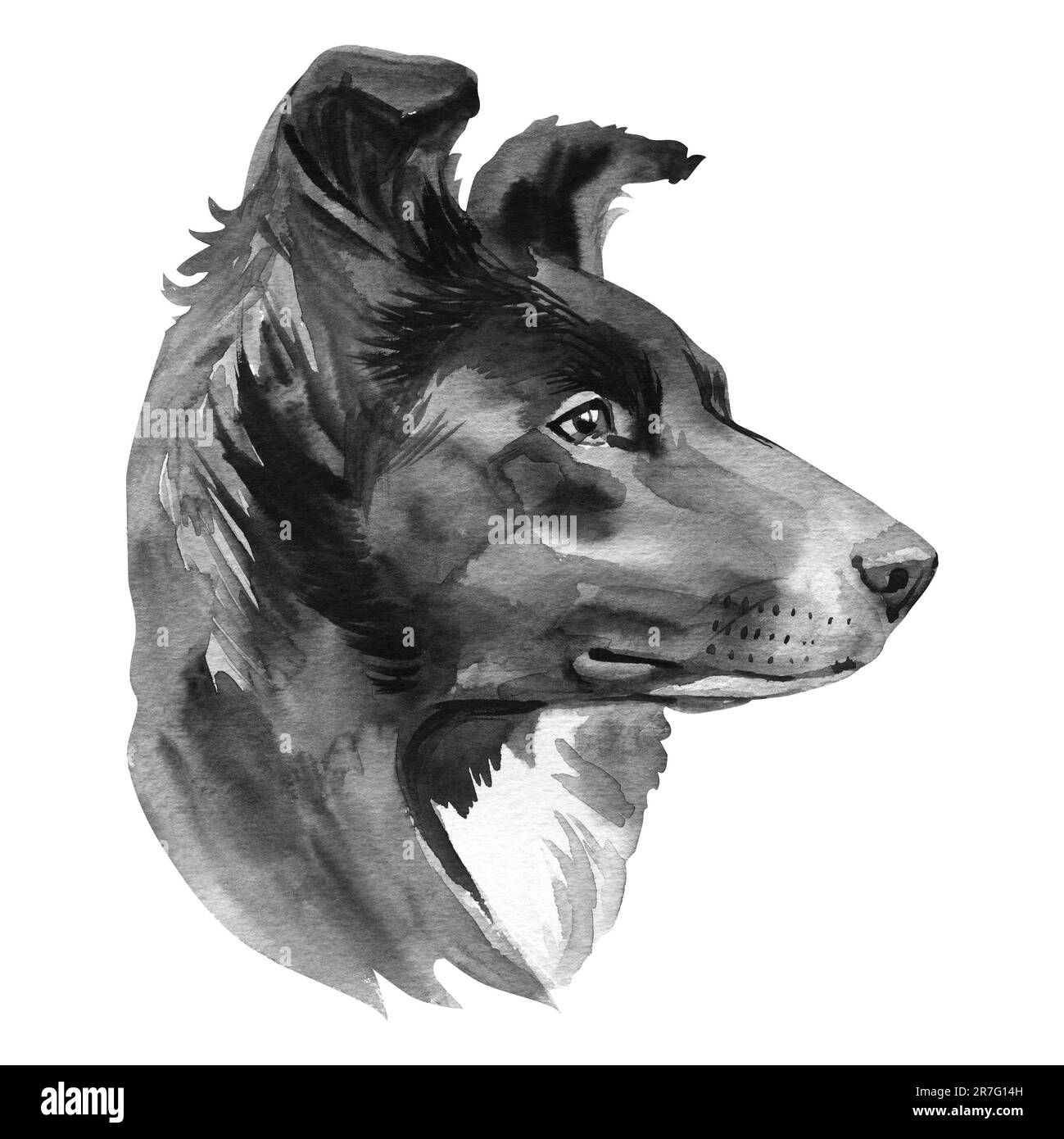 Border Collie. Porträthund. Handgezeichnete Aquarell-Illustration. Stockfoto