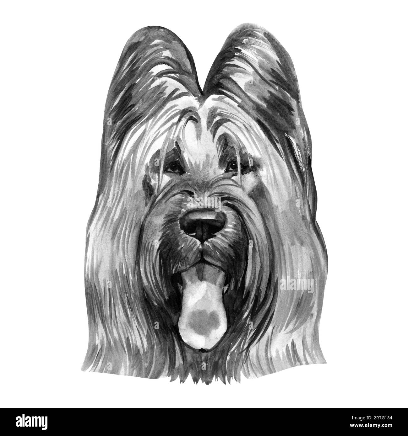Briard Hunderasse isoliert auf weißem Hintergrund Aquarell Art Illustration. Hund hüten, ursprünglich aus Frankreich Stockfoto