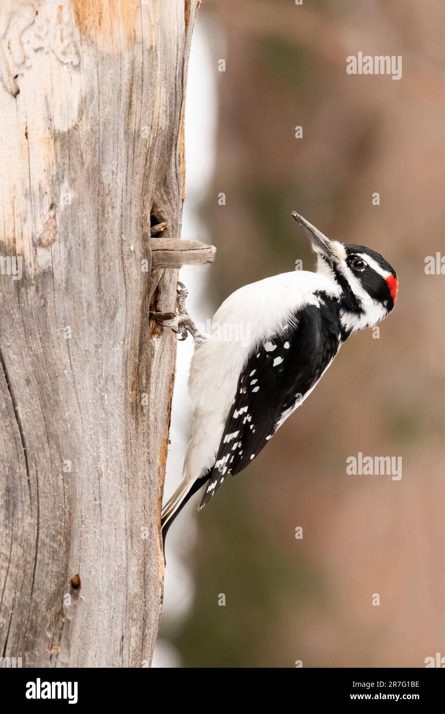 Nordamerika; Vereinigte Staaten; Alaska; Winter; Wildtiere; Vögel; Hinterwäldler; Picoides pubescens Stockfoto