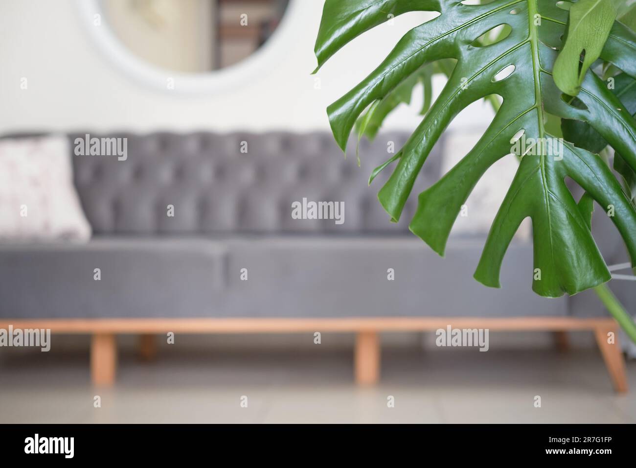 Minimalistische Wohnzimmereinrichtung selektiver Fokus auf Monstera-Blatt, verschwommener Fokus auf Sofa auf Keramikboden, skandinavische Innenidee Stockfoto