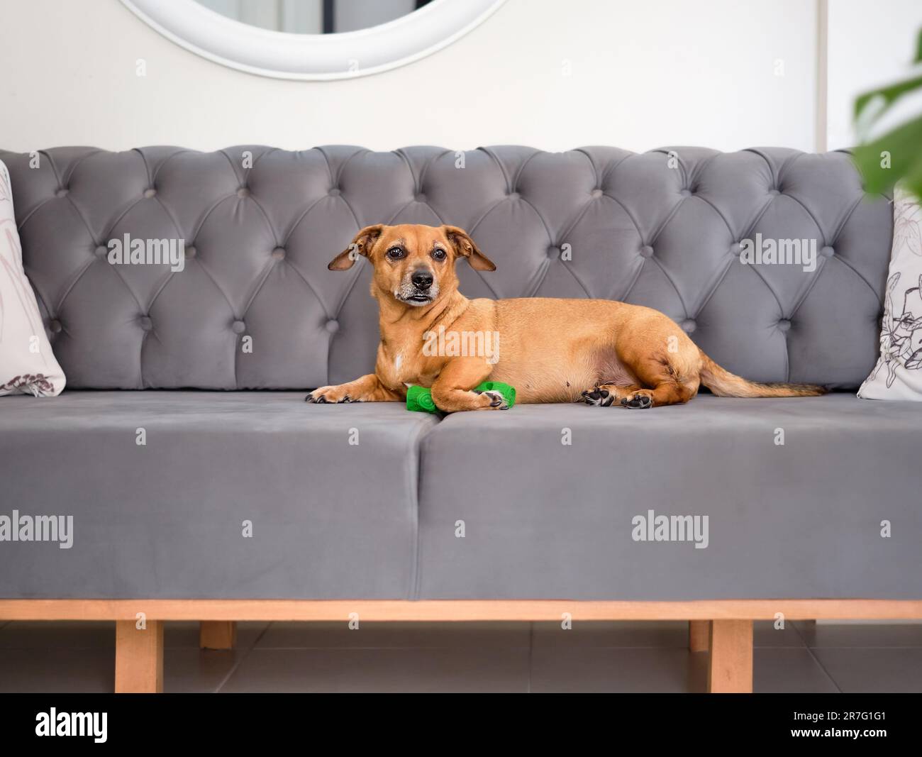 Süßer Dackel liegt auf dem Sofa im Wohnzimmer mit seinem Lieblingsspielzeug, selektiv konzentriert, Haustiere Stockfoto