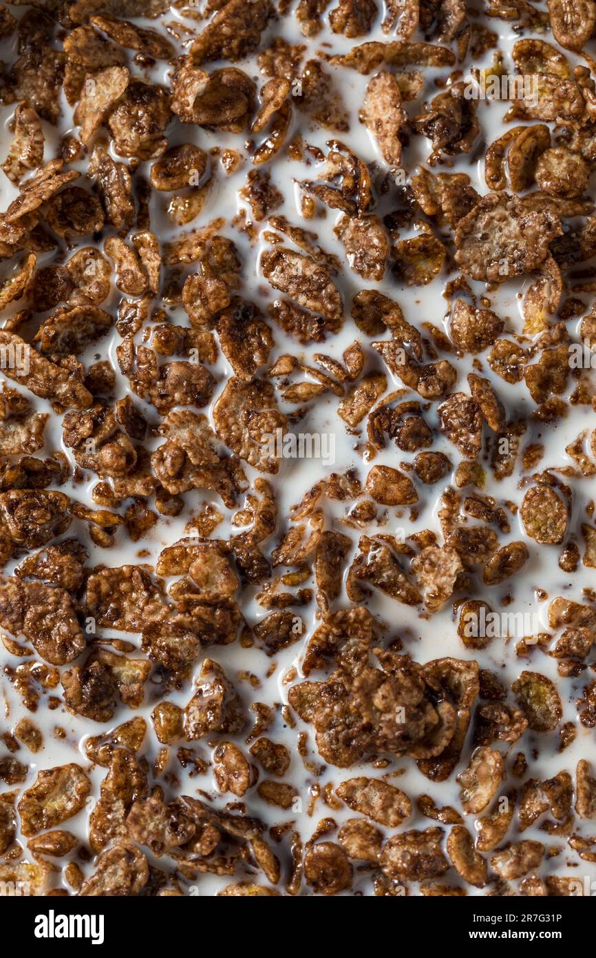 Gesundes Süßschokolade Kakao Frühstückscerealien mit Vollmilch Stockfoto