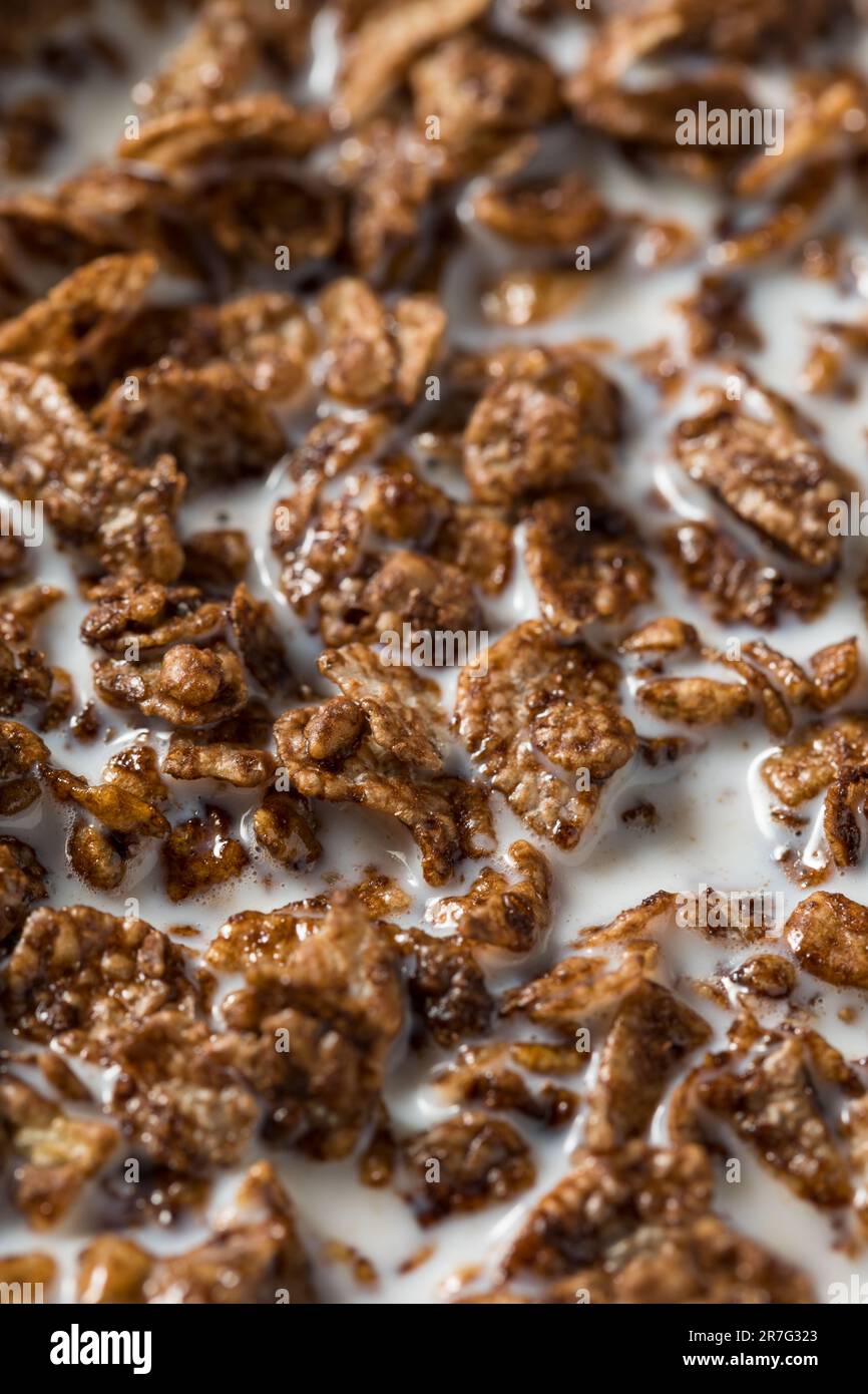 Gesundes Süßschokolade Kakao Frühstückscerealien mit Vollmilch Stockfoto