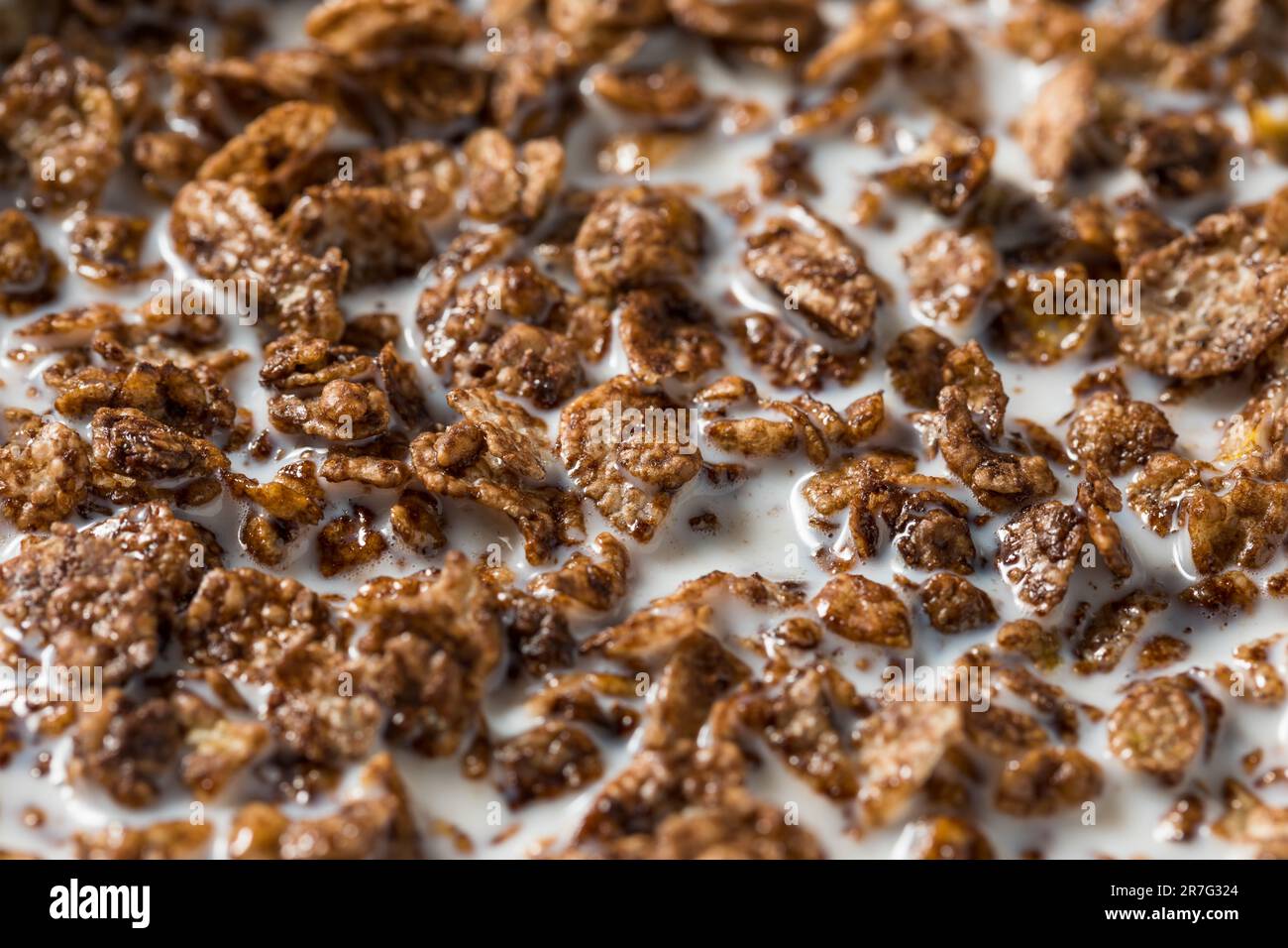 Gesundes Süßschokolade Kakao Frühstückscerealien mit Vollmilch Stockfoto