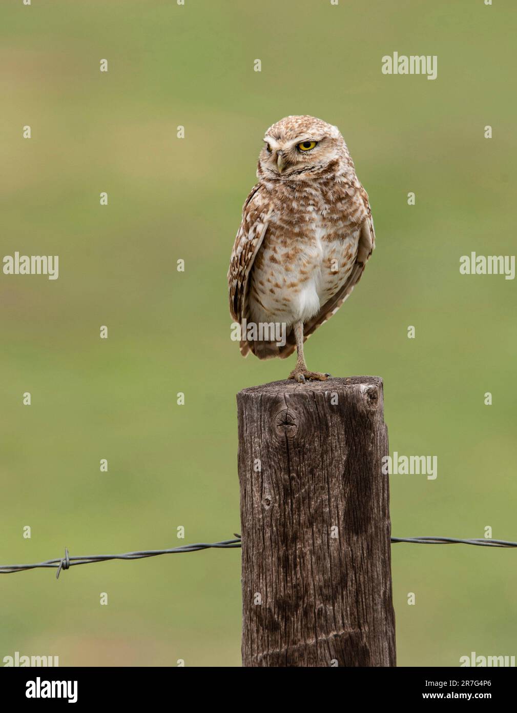 In Colorado, USA, ist ein Eulenmännchen auf einem Zaunpfahl eine bedrohte Art Stockfoto