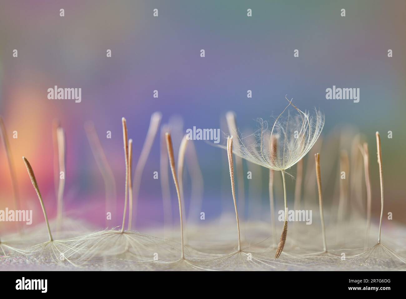 Neblig verschwommener Hintergrund aus Löwenzahn. Tragopogon pratensis. Samen mit Schirmen. Zarter abstrakter Pastellhintergrund. Hintergrundbild. Weich Stockfoto