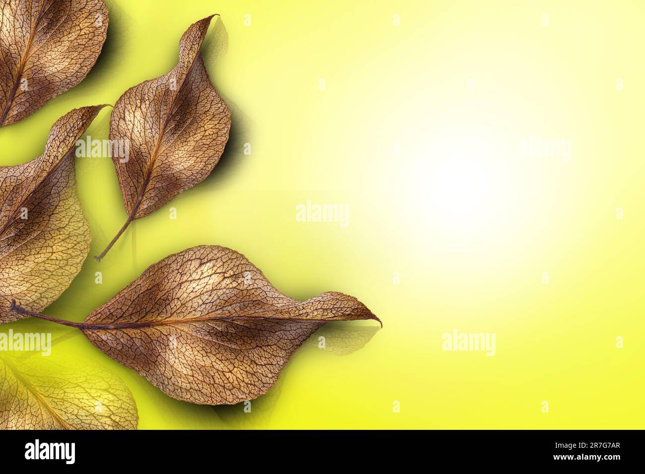 Gelber Hintergrund mit Herbstblättern und Kopierbereich. Braune Blätter. Draufsicht. Thanksgiving Herbst. Natürliches Konzept in minimalistischem Stil. Herbstbackgro Stockfoto