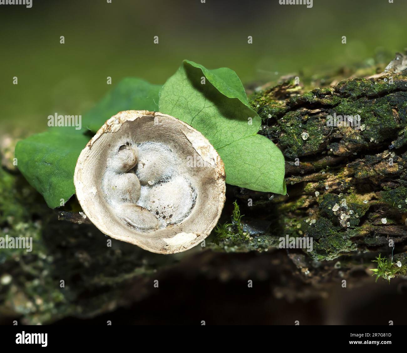 Vogelnestpilze, Cyathus striatus, abstraktes Naturfoto Stockfotografie -  Alamy
