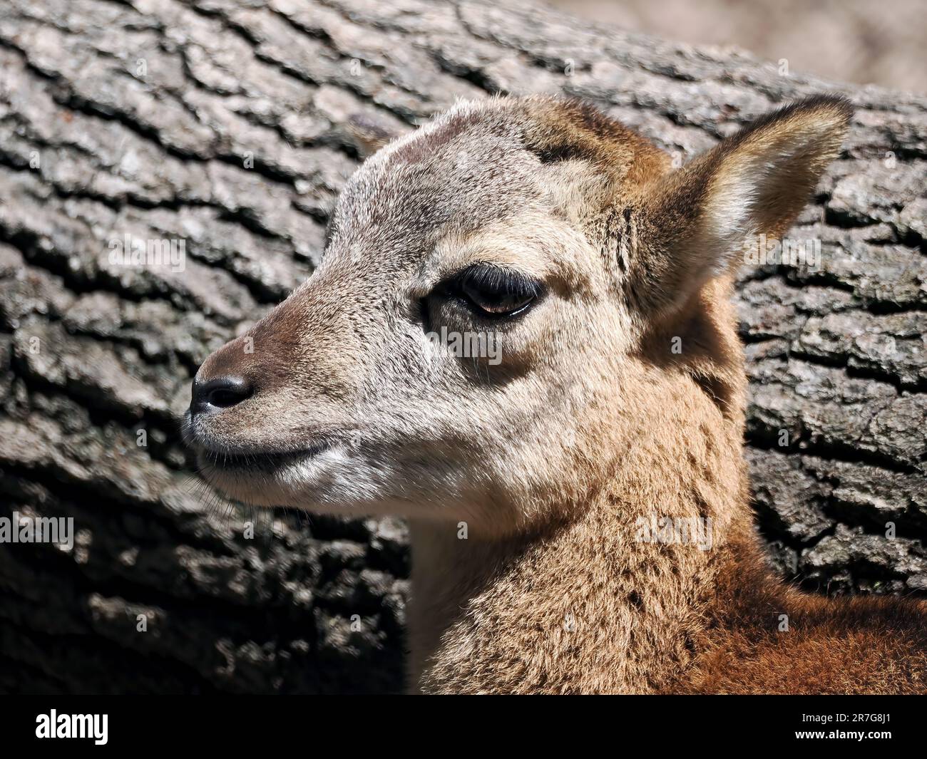 Mouflon, Mufflon, Mouflon corse, Ovis gmelini, Muflon, Zoo, Ungarn, Europa Stockfoto