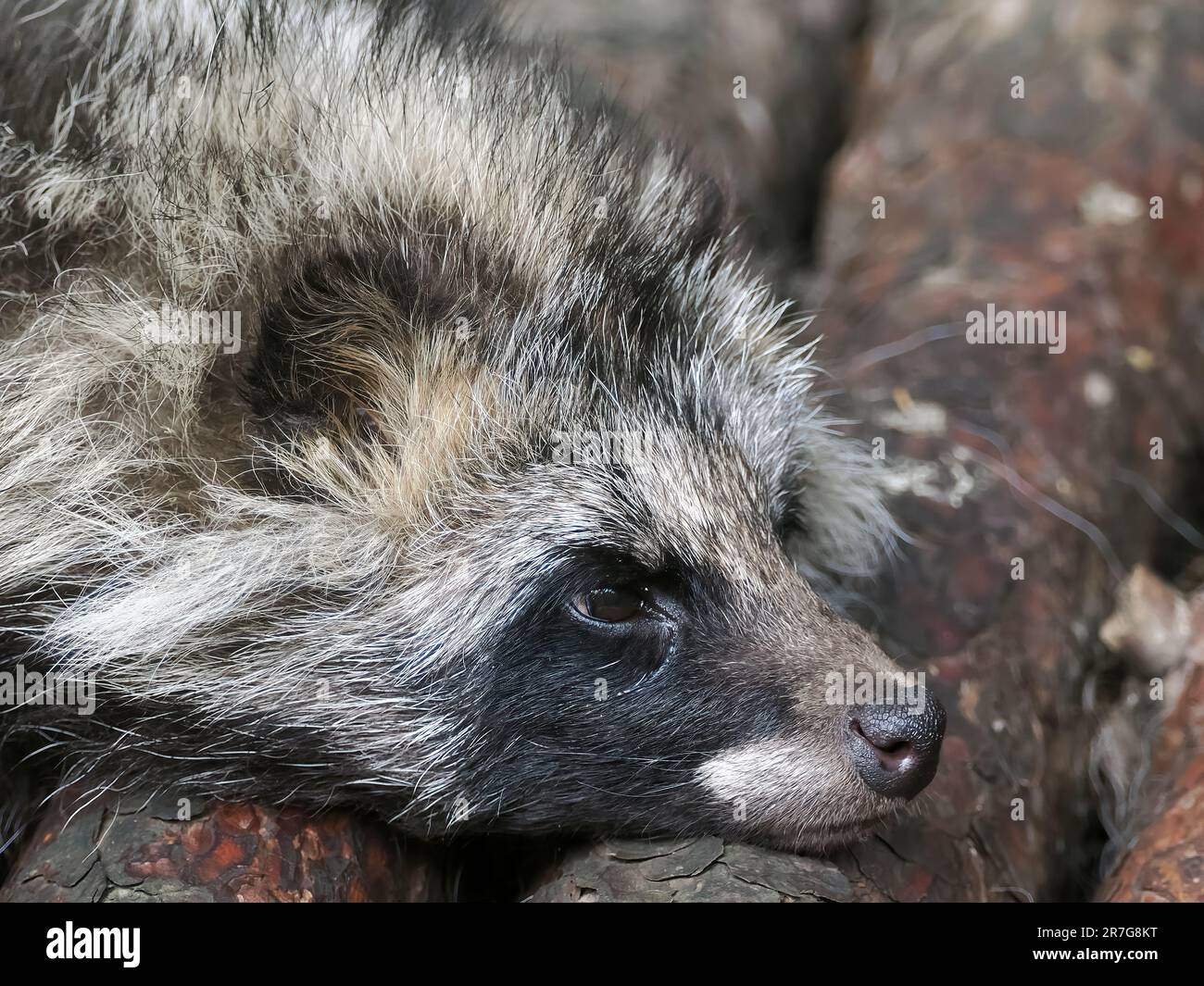 Gewöhnlicher Marderhund, chinesischer oder asiatischer Marderhund, Chien viverrin, Nyctereutes procyonoides, Nyestkutya, Zoo, Ungarn, Europa Stockfoto