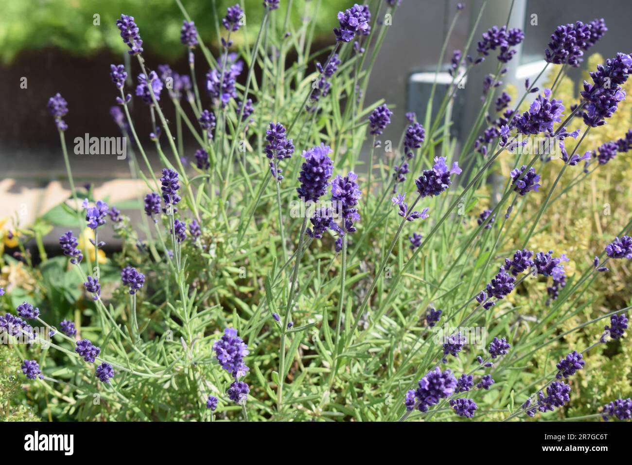 Lavendel blüht in einer Steinmauer Stockfoto