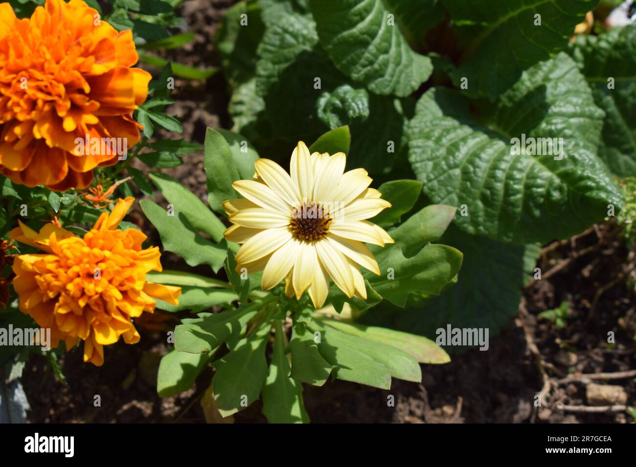 Marigold und African Daisy blühen Stockfoto
