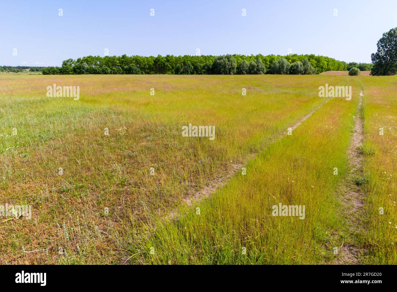 Wanderwege durch wilde Wiesen auf sandigem Boden, Mezofold, Ungarn Stockfoto