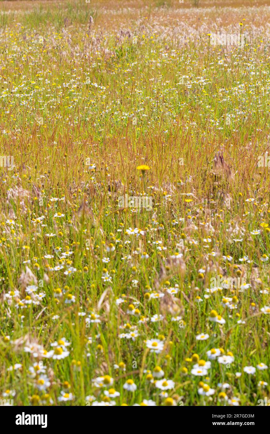 Wilde Wiese mit Sandbodenflora (Vordergrund im Fokus), Mezofold, Ungarn Stockfoto