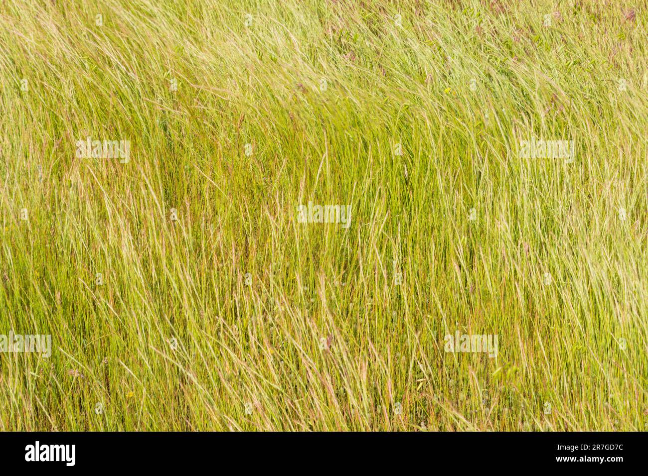 Gras lehnt sich im Wind, Flora auf sandigem Boden, Mezofold, Ungarn Stockfoto