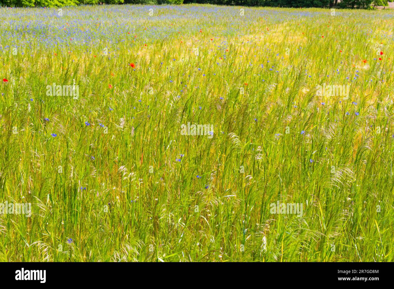 Feldmohn (Papaver rhoeas) und Cornflower (Centaurea cyanus) unter Gras im Feld, Mezofold, Ungarn Stockfoto