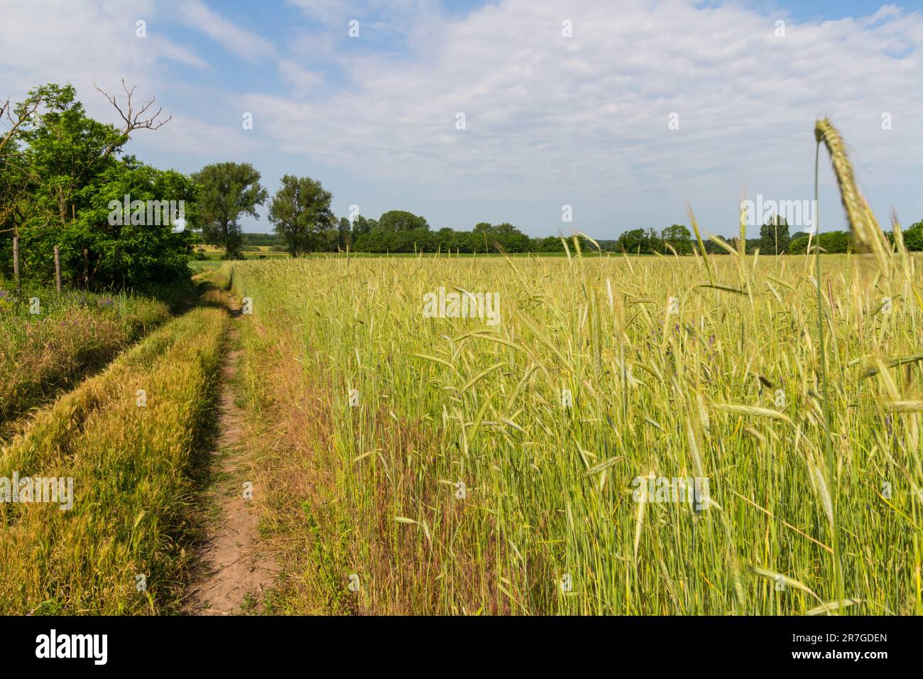 Gerstenfeld (Hordeum vulgare) auf sandigem Boden Anfang Juni, in der Nähe von Nemetker, Mezofold, Ungarn Stockfoto