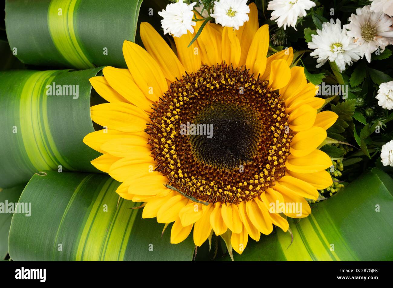Gelbe Sonnenblume auf Grün hinterlässt eine Nahansicht des Makros im Hintergrund Stockfoto
