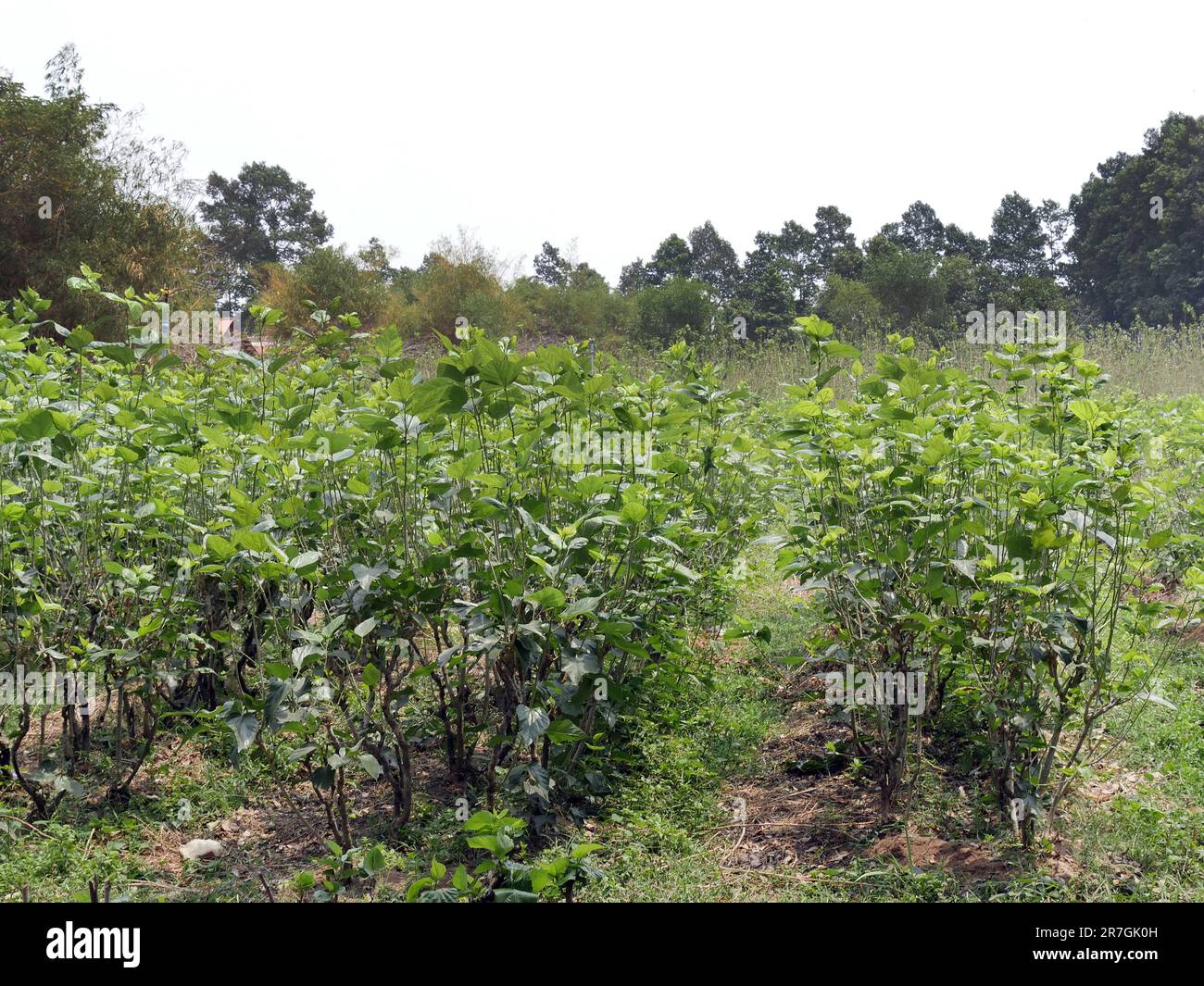 Maulbeerplantage, morus alba, Seam Reap Provinz, Handwerk, Seidenarbeit, Seidenraupenzucht, Kambodscha Stockfoto