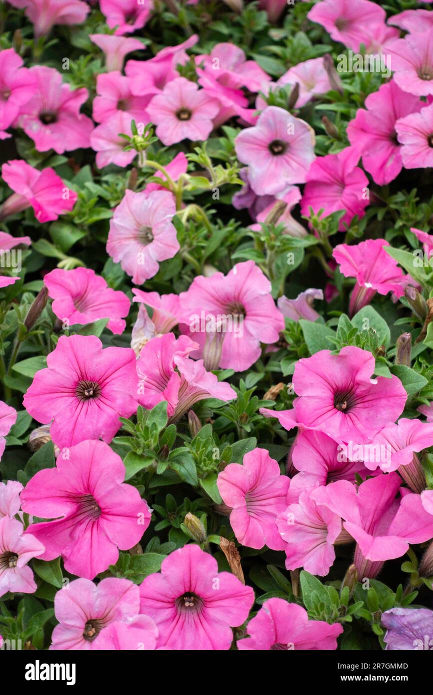 Das „Bubblegum Pink“ der pinkfarbenen Petunien, Supertunia vista, in einer Masse von Blüten. USA. Stockfoto