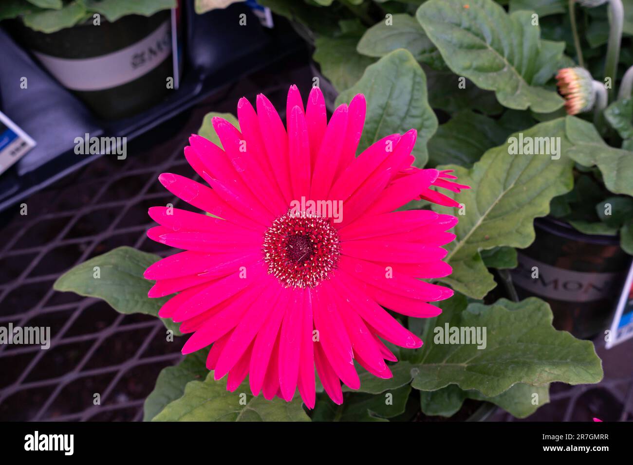 Ein Gerbera Daisy, Gerbera jamesonii, getopft und zum Verkauf in einem Gartencenter. Wichita, Kansas, USA. Stockfoto