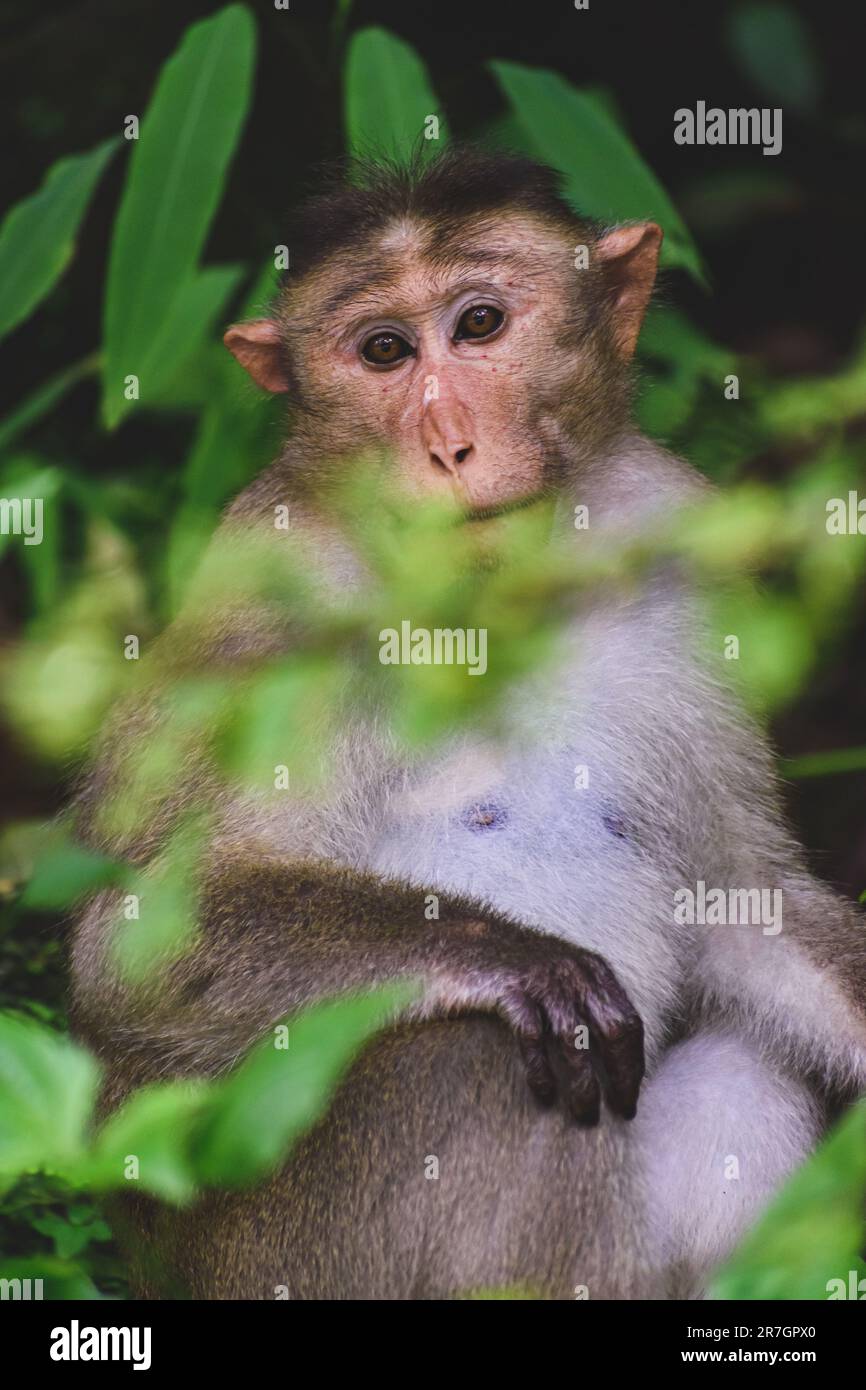 Ein seltsamer Affe, hoch oben auf einem dicken Ast, der in die Ferne blickt Stockfoto