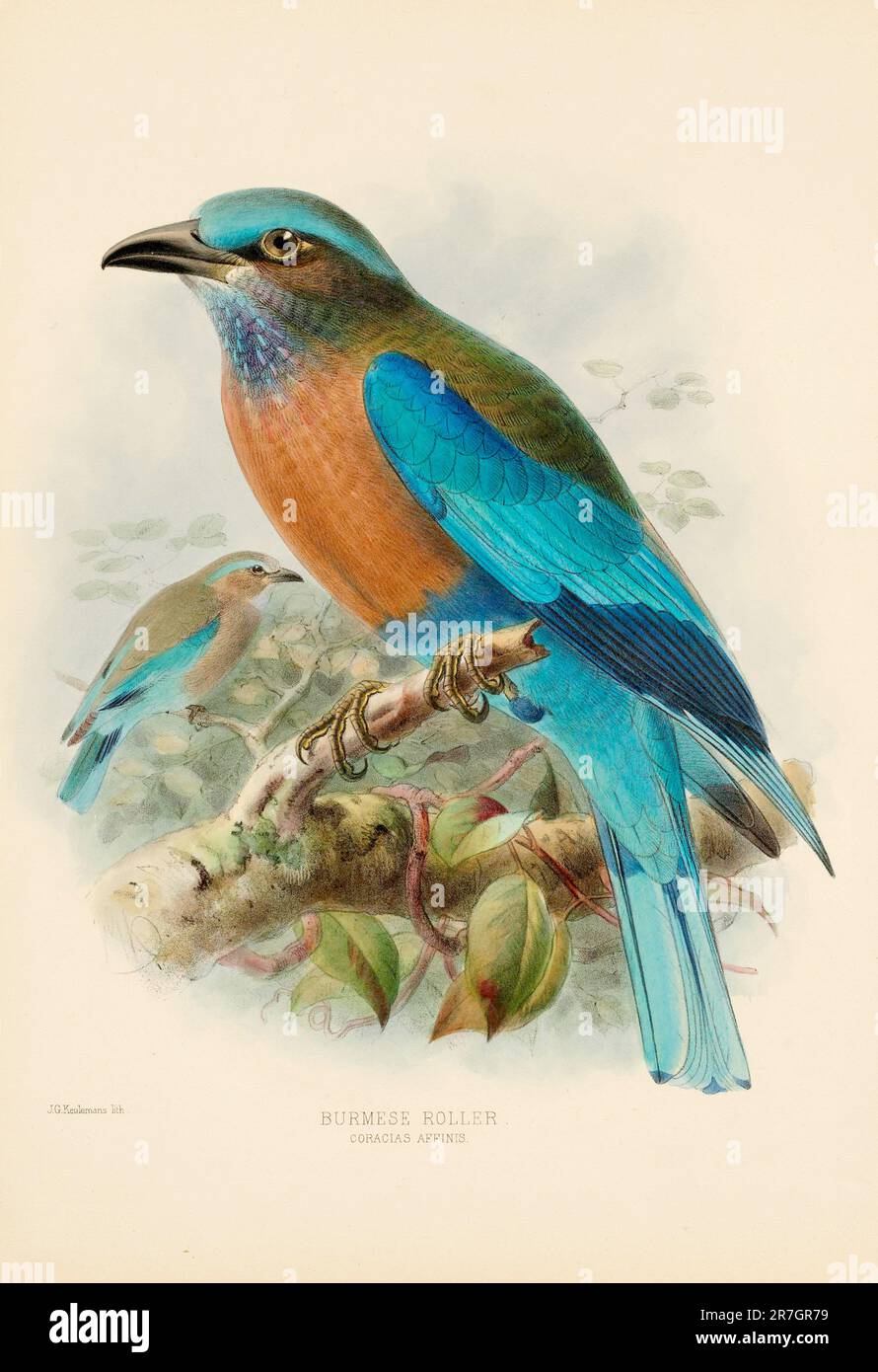 Rollvogelillustrationen des 19. Jahrhunderts Stockfoto