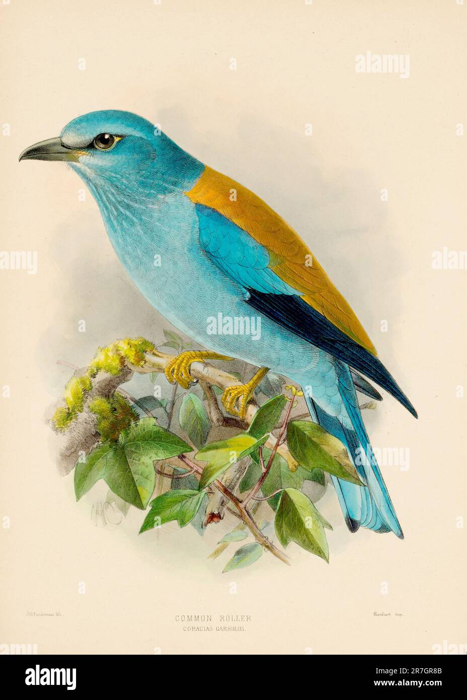 Rollvogelillustrationen des 19. Jahrhunderts Stockfoto
