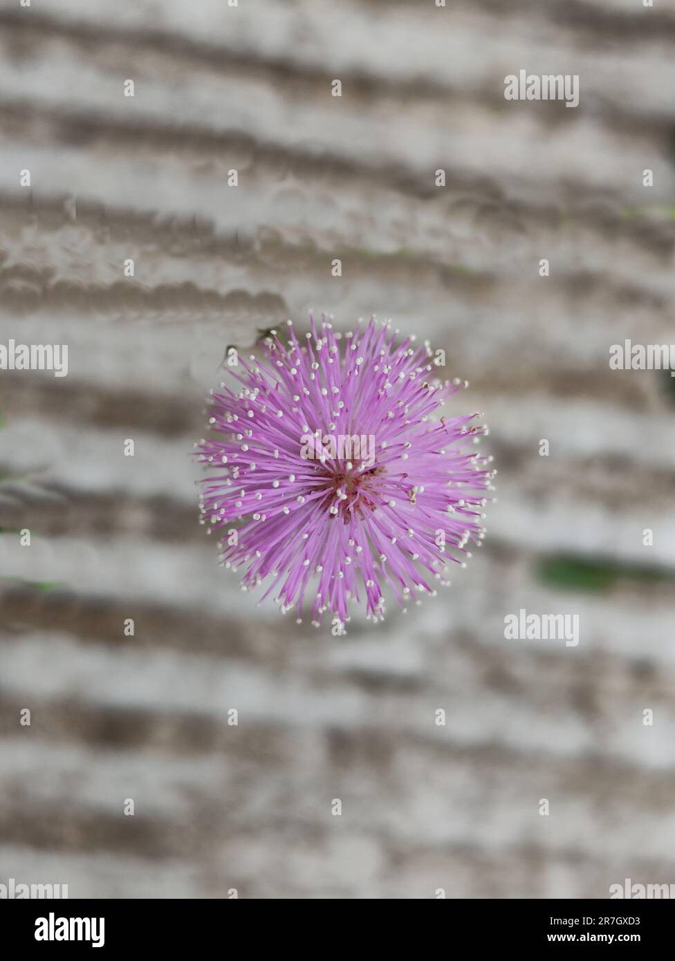 Nahaufnahme der Blume Mimosa pudica oder Putri malu in Blüte mit verschwommenem Hintergrund Stockfoto