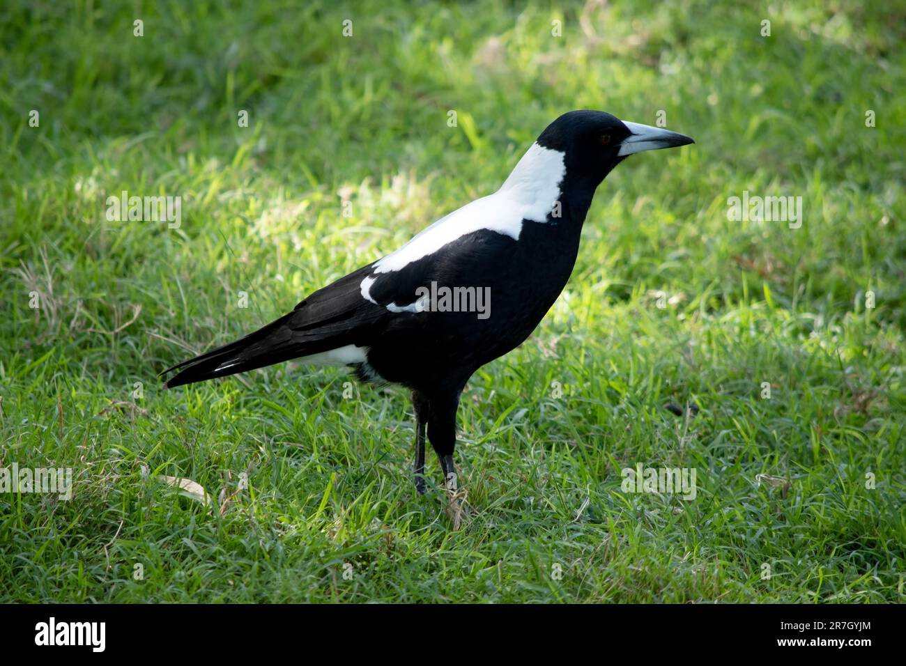 Die Elster ist ein unverwechselbarer Vogel mit glänzenden schwarzen und leuchtend weißen Markierungen. Stockfoto