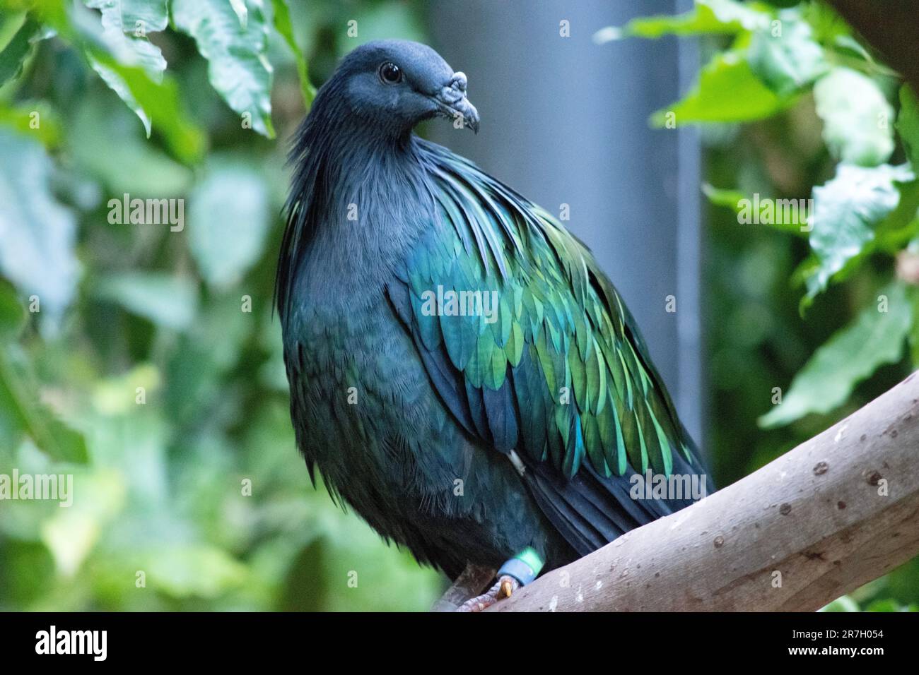 Die allgemeine farbe der nicobar-Taube ist dunkelgrün schillernd mit einem kurzen weißen Schwanz. Das Display des Halses ist grün mit Kupfer und Grün Stockfoto