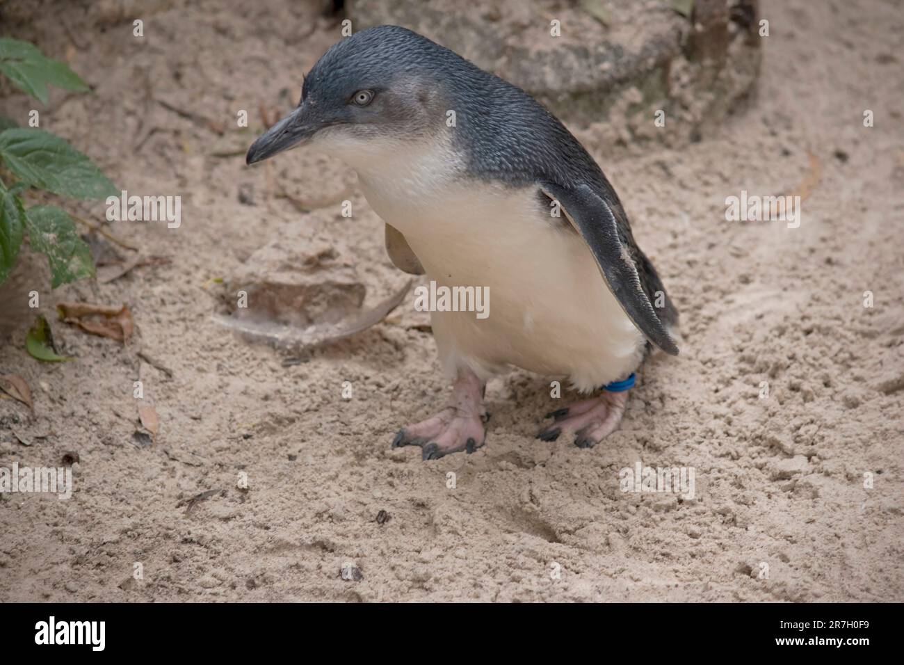 Die kleinen Pinguine, kleinen blauen Pinguine oder Feenpinguine sind kleine schwarz-weiße Vögel, die nicht fliegen Stockfoto