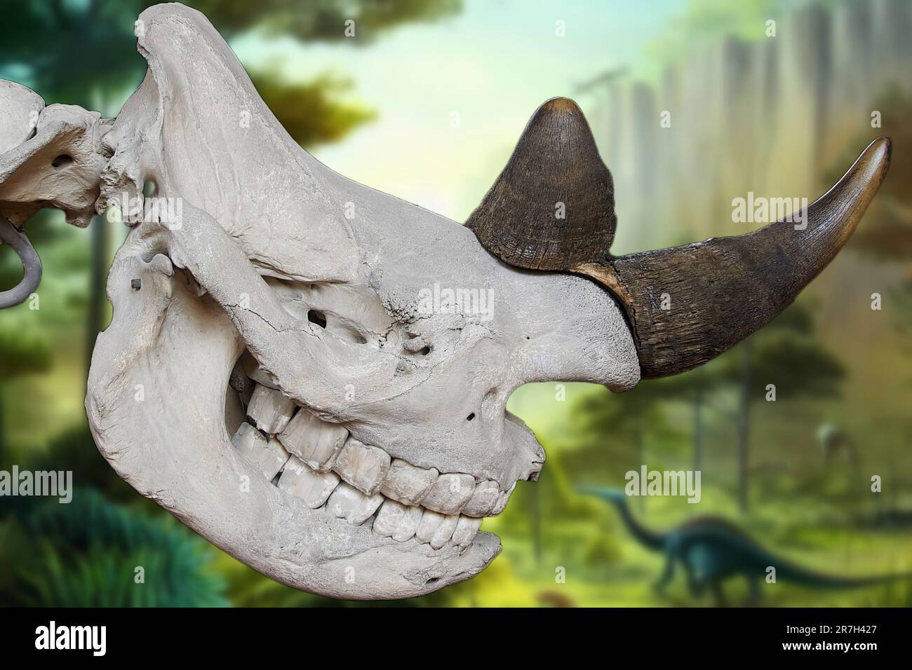 Diceros bicornis eine Rhinozerosparte, die in Afrika und Asien während der Epoche des Pleistozän lebte. Stockfoto