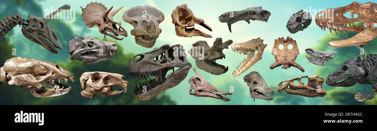 Eine Sammlung von Schädeln der größten Dinosaurier, die je gelebt haben Stockfoto