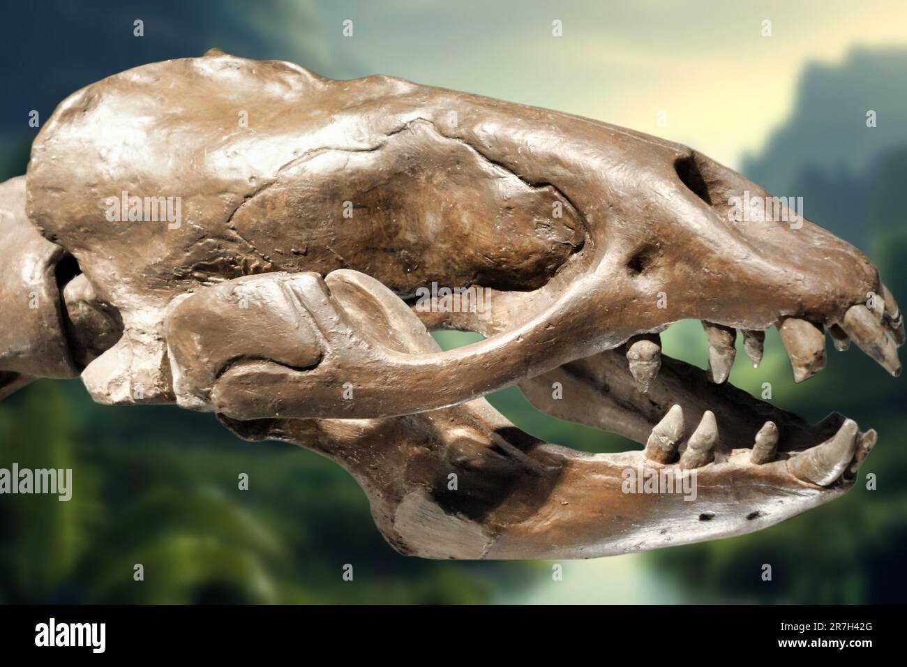 Allodesmus war ein ausgestorbener, festgenagelt, der im Miozän lebte Stockfoto