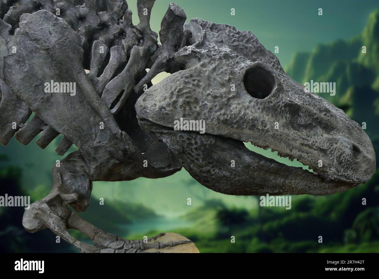 Ist eine ausgestorbene Temnospondyl-Amphibie, die zwischen dem Oberkaribik und dem frühen Permianer lebte (vor etwa 300 Millionen Jahren) Stockfoto