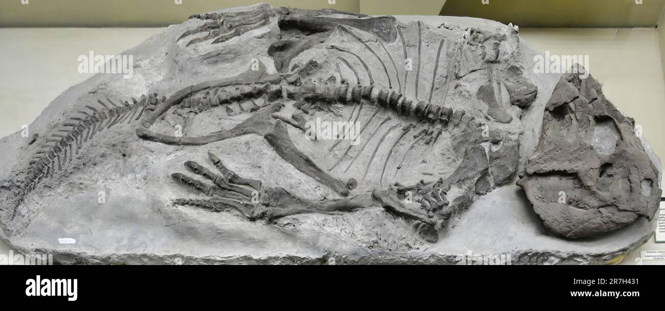 Leptoceratops ist eine Gattung von Leptoceratopsiden zeratopsiden Dinosauriern aus der späten Kreidezeit des heutigen Westens Nordamerikas. Stockfoto