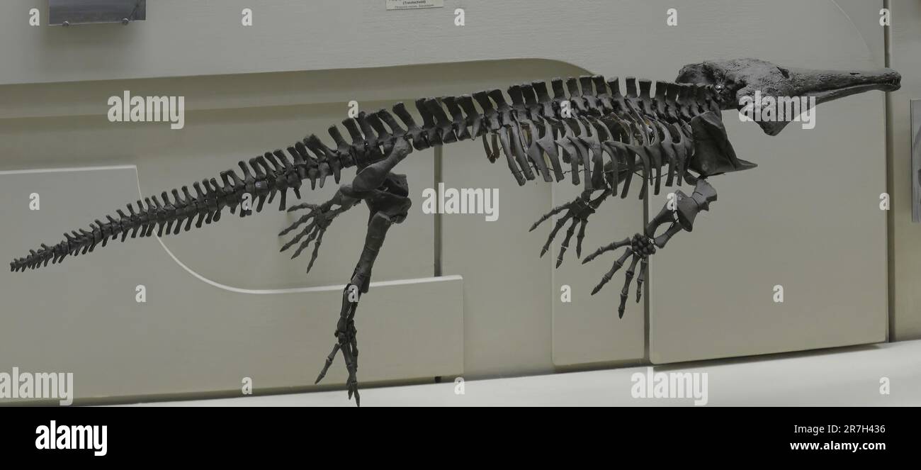 Platyoposaurus war ein Temnospondyl aus der Epoche des Mittelpermiums um 270-268 Mya Stockfoto