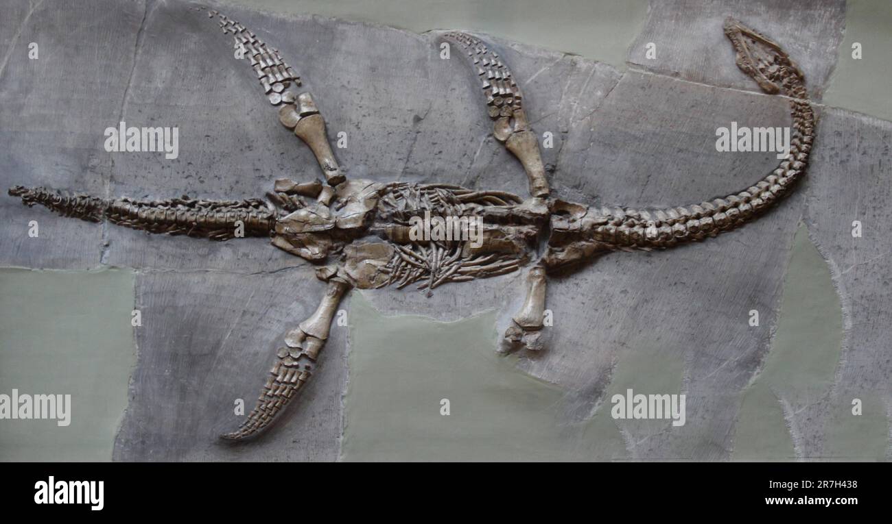 Plesiosaurus ist eine Gattung von ausgestorbenen, großen marinen sauropterygianischen Reptilien, die während der frühen Jurassic lebten. Stockfoto