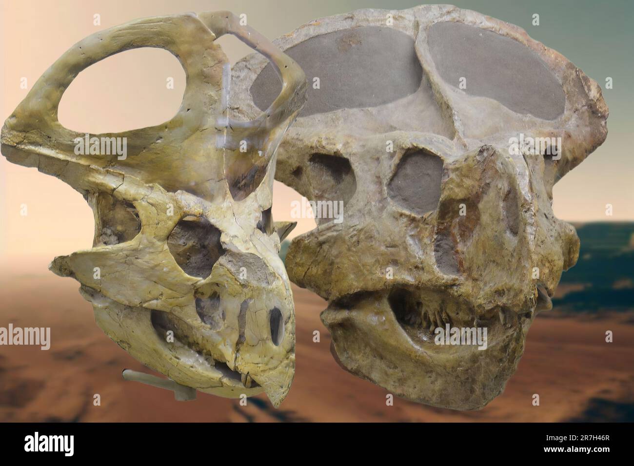 Protoceratops ist eine ausgestorbene Gattung von Protoceratopsid ceratopsus dinosaurus, die vor etwa 80 Millionen Jahren in der späten Kreidezeit lebte (Campanian) Stockfoto
