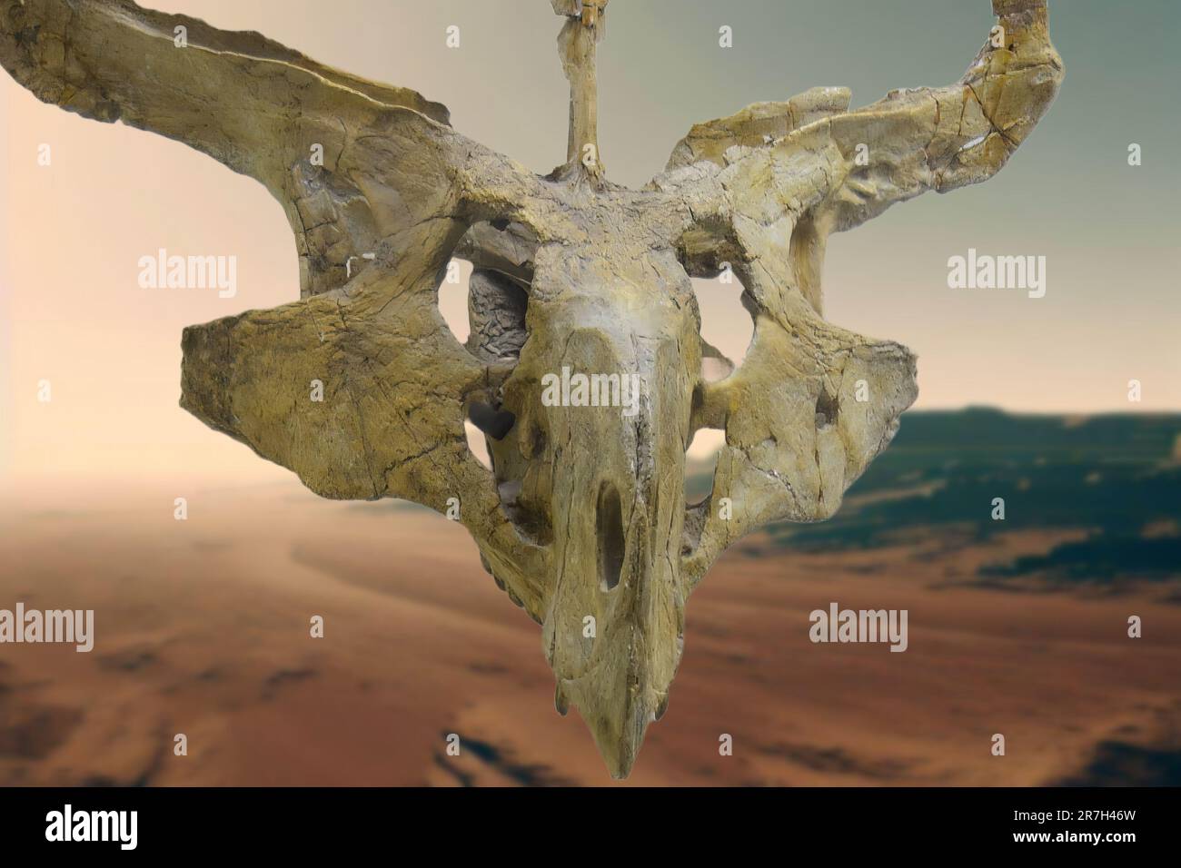 Protoceratops ist eine ausgestorbene Gattung von Protoceratopsid ceratopsus dinosaurus, die vor etwa 80 Millionen Jahren in der späten Kreidezeit lebte (Campanian) Stockfoto