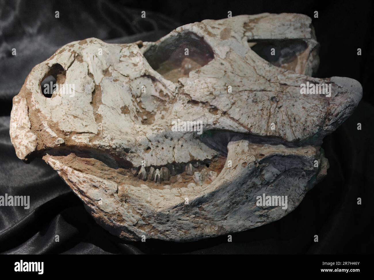 Protoceratops ist eine ausgestorbene Gattung von Protoceratopsid ceratopsus dinosaurus, die vor etwa 80 Millionen Jahren in der späten Kreidezeit lebte (Campanian) Stockfoto
