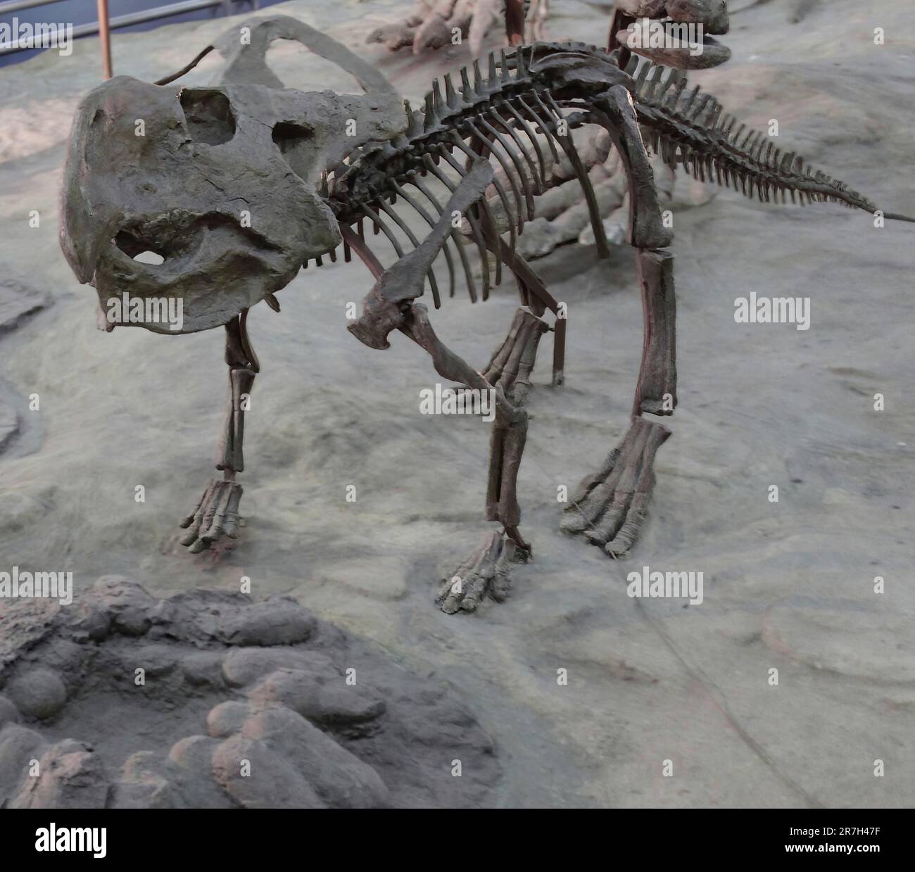 Protoceratops ist eine ausgestorbene Gattung von Protoceratopsid ceratopsus dinosaurus, die vor etwa 80 Millionen Jahren in der späten Kreidezeit lebte (Campanian) Stockfoto