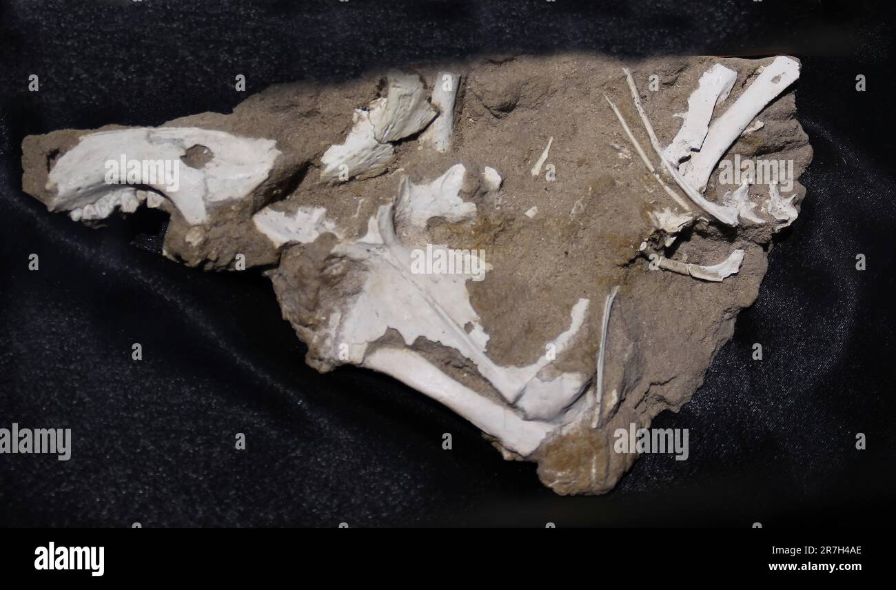 Protoceratops ist eine ausgestorbene Gattung von Protoceratopsid ceratopsus dinosaurus, die vor etwa 80 Millionen Jahren in der späten Kreidezeit lebte (Campanian) Stockfoto